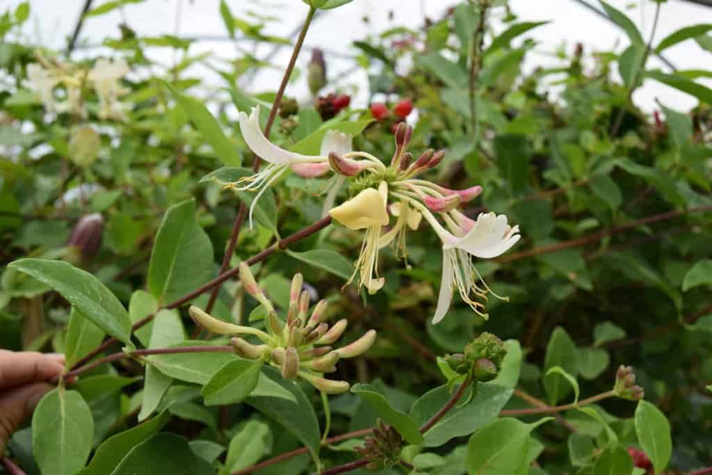 Lonicera periclymenum 'Belgica' 175-200 cm